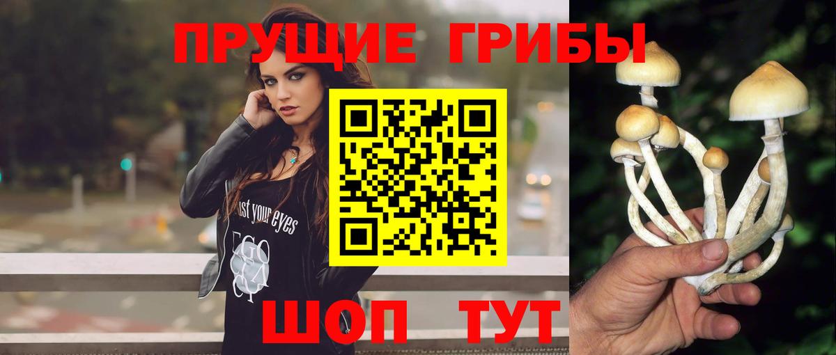Галлюциногенные грибы Psilocybe  Вход с VPN  Дивногорск 